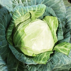 Jumbo cabbage