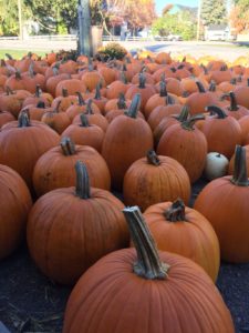 As many pumpkins as you can carry only $10!