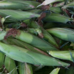 We have fresh local corn available