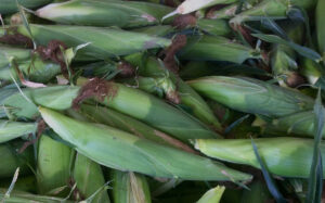 We have fresh local corn available