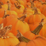 Enjoy our fresh local pumpkins