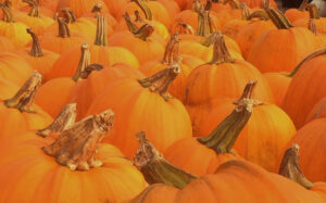 Enjoy our fresh local pumpkins