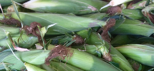 Fresh Ontario Corn