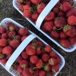 Fresh local strawberries