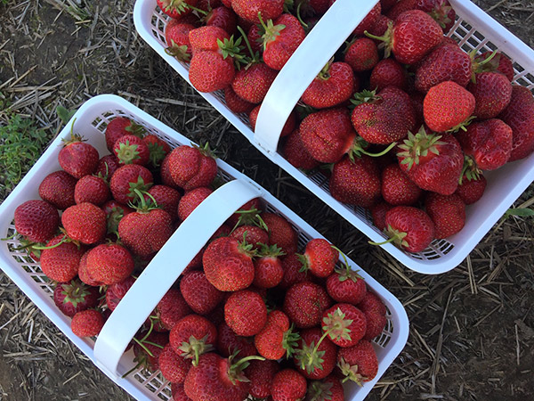Fresh local strawberries