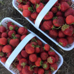 Our Farmers Market offers fresh local strawberries
