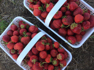 Our Farmers Market offers fresh local strawberries