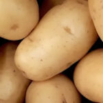 fresh new potatoes