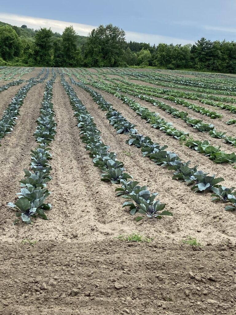 cabbage field