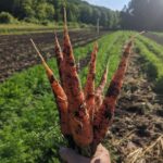 fresh pulled carrots in field