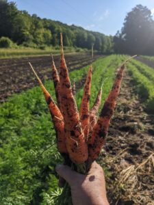 fresh pulled carrots in field