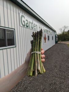 Fresh cut asparagus held in front of the Garden Hill Farmers