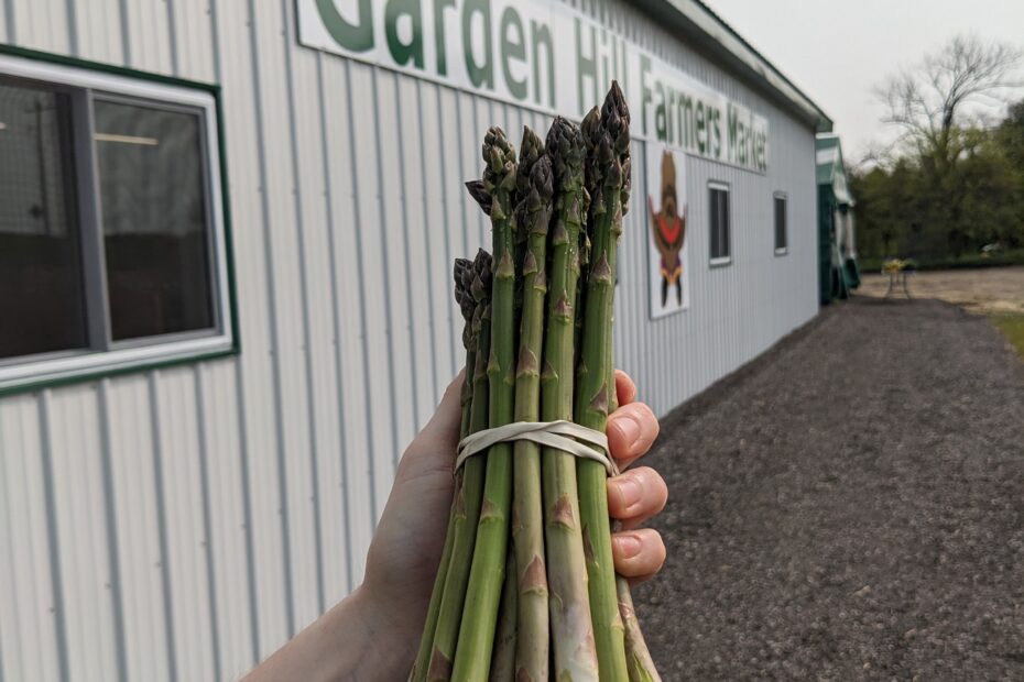 Fresh cut asparagus held in front of the Garden Hill Farmers